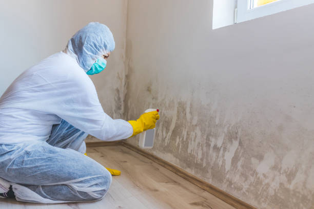 Licensed Basement Mold Remediation service in Garysburg, NC - WQB Mold Removal